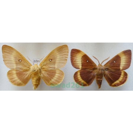 Lasiocampa quercus (Linnaeus, 1758) pair Barczatka dębówka Czech69n